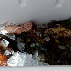 ジギング　ガシラ　